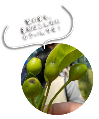 梨の実も 最初はこんなに小さいんです
